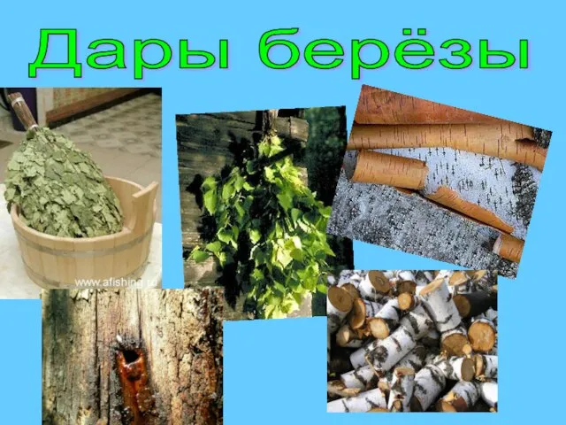 Дары берёзы