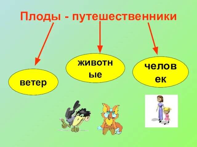 Плоды - путешественники ветер животные человек