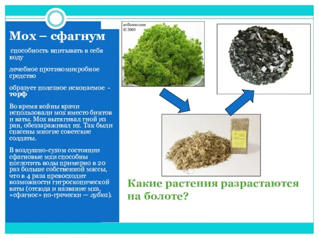 Какие растения разрастаются на болоте? Мох – сфагнум способность впитывать в