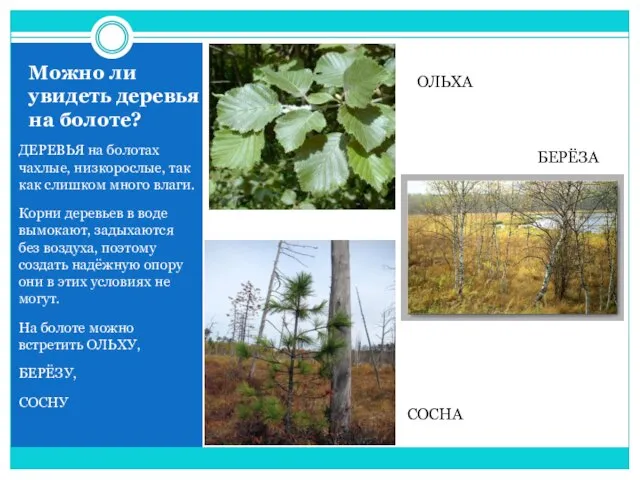 Можно ли увидеть деревья на болоте? ДЕРЕВЬЯ на болотах чахлые, низкорослые,