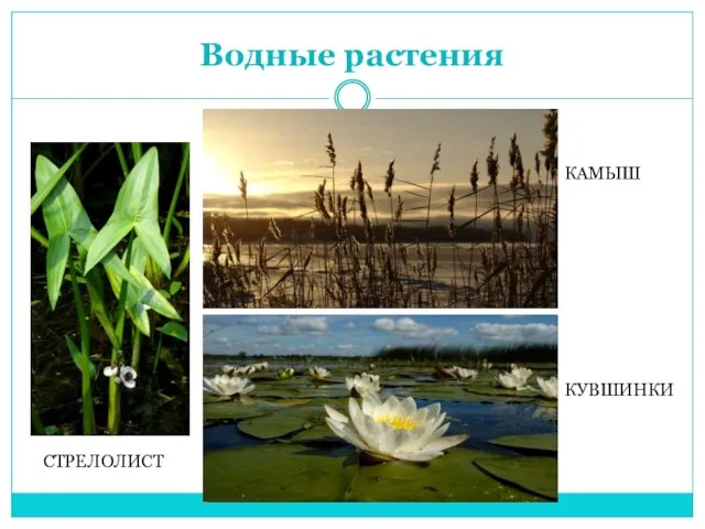 Водные растения СТРЕЛОЛИСТ КАМЫШ КУВШИНКИ