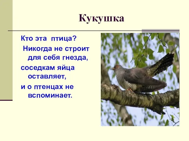 Кукушка Кто эта птица? Никогда не строит для себя гнезда, соседкам