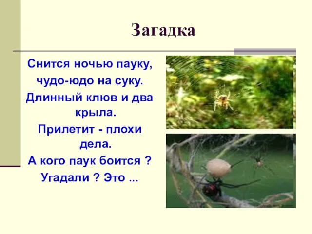 Загадка Снится ночью пауку, чудо-юдо на суку. Длинный клюв и два