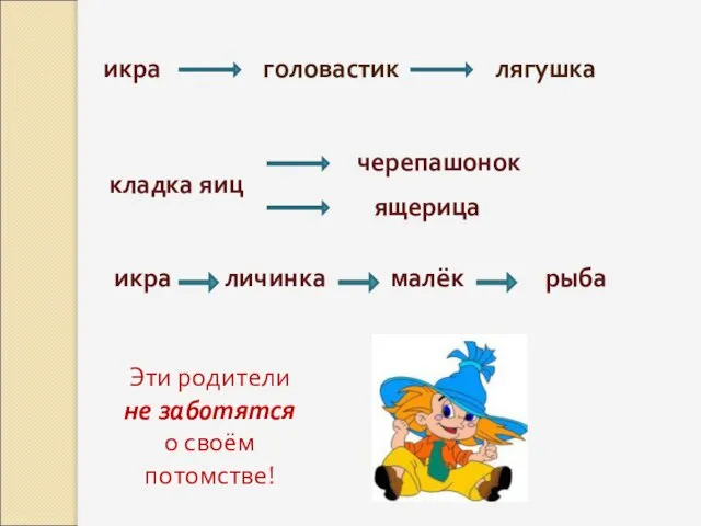 икра головастик лягушка кладка яиц черепашонок ящерица икра личинка малёк рыба