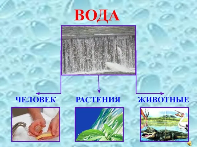 ВОДА ЧЕЛОВЕК РАСТЕНИЯ ЖИВОТНЫЕ