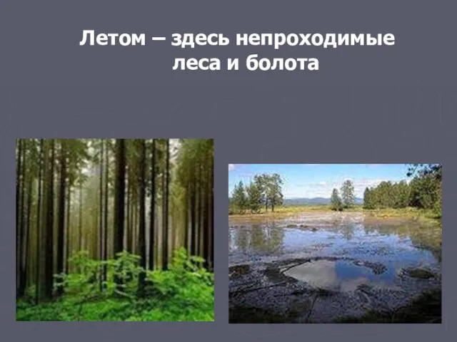 Летом – здесь непроходимые леса и болота