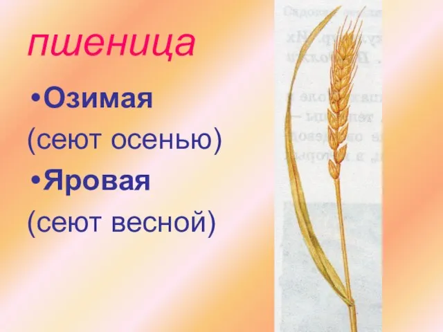 пшеница Озимая (сеют осенью) Яровая (сеют весной)