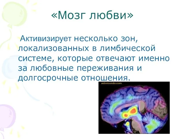 «Мозг любви» Активизирует несколько зон, локализованных в лимбической системе, которые отвечают