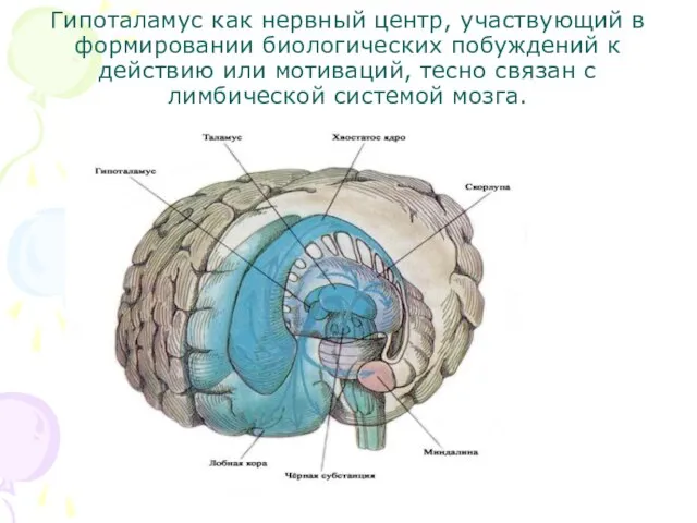 Гипоталамус как нервный центр, участвующий в формировании биологических побуждений к действию