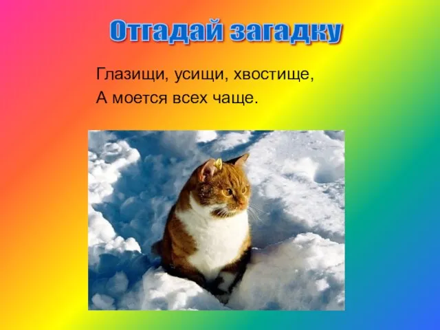 Глазищи, усищи, хвостище, А моется всех чаще. Отгадай загадку