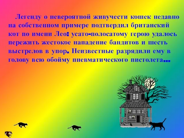 Легенду о невероятной живучести кошек недавно на собственном примере подтвердил британский