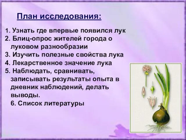 Узнать где впервые появился лук Блиц-опрос жителей города о луковом разнообразии