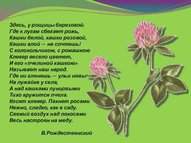 Здесь, у рощицы березовой. Где к лугам сбегает рожь, Кашки белой,