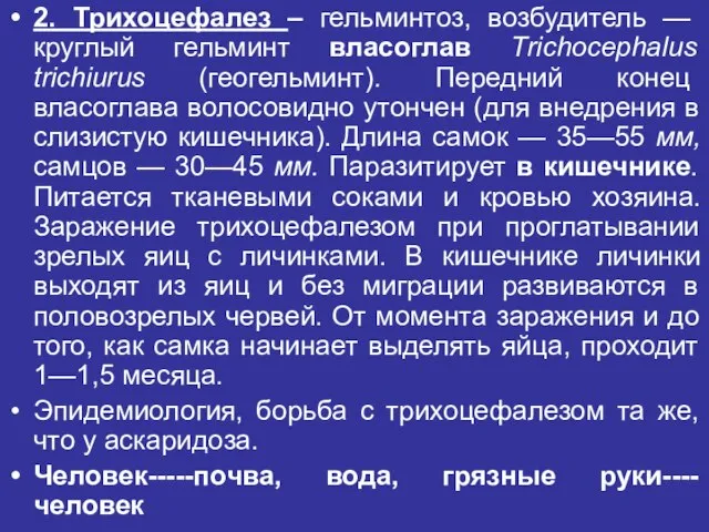 2. Трихоцефалез – гельминтоз, возбудитель — круглый гельминт власоглав Тrichocephalus trichiurus