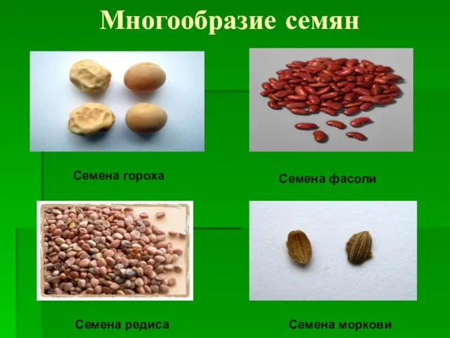 Многообразие семян Семена гороха Семена фасоли Семена редиса Семена моркови