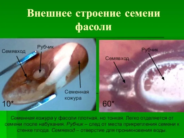 Внешнее строение семени фасоли Семенная кожура Семявход Рубчик 10* Семявход Рубчик