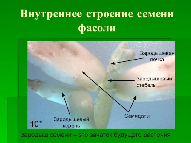 Внутреннее строение семени фасоли 10* Семядоли Зародышевый корень Зародышевая почка Зародышевый