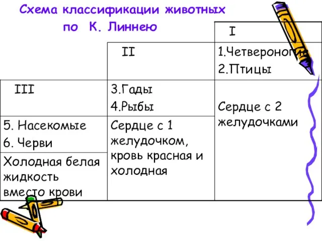 Схема классификации животных по К. Линнею