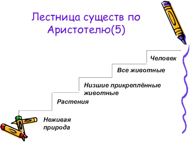 Лестница существ по Аристотелю(5) Неживая природа Все животные Человек Растения Низшие прикреплённые животные