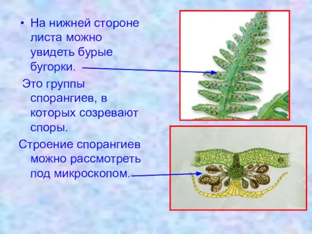 На нижней стороне листа можно увидеть бурые бугорки. Это группы спорангиев,