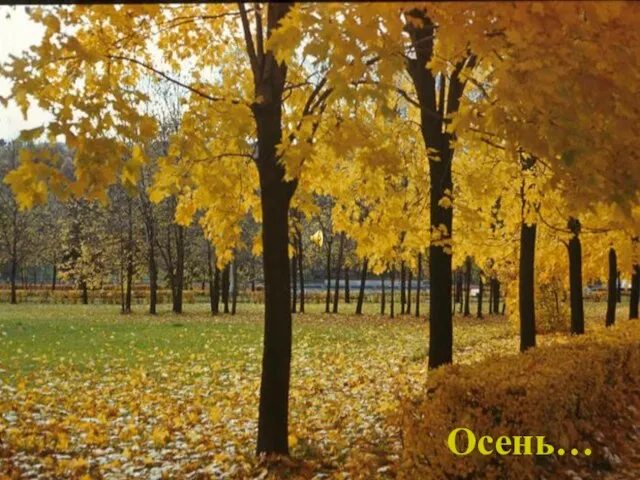 Осень…