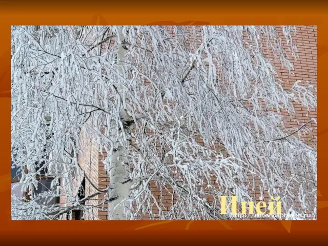 Не колючий, светло-синий По кустам развешан … Иней