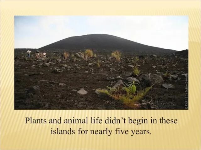 Plants and animal life didn’t begin in these islands for nearly five years.