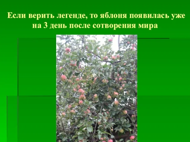 Если верить легенде, то яблоня появилась уже на 3 день после сотворения мира