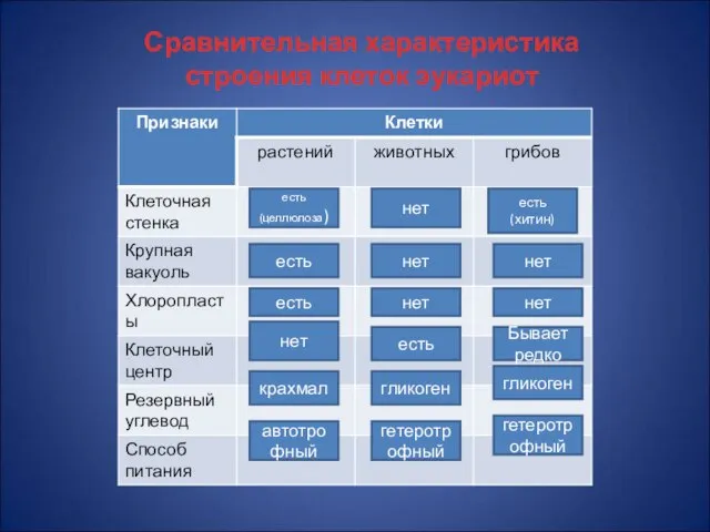 Сравнительная характеристика строения клеток эукариот есть есть нет крахмал автотрофный нет