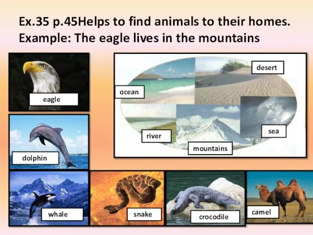 Ex.35 p.45Helps to find animals to their homes. Example: The eagle