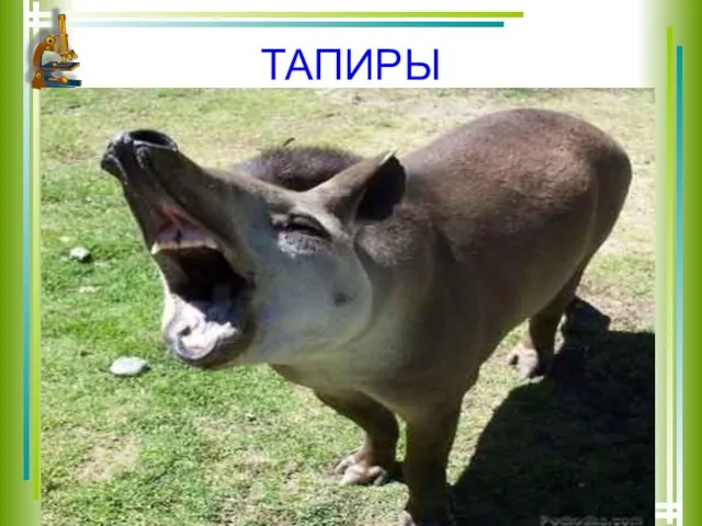 ТАПИРЫ