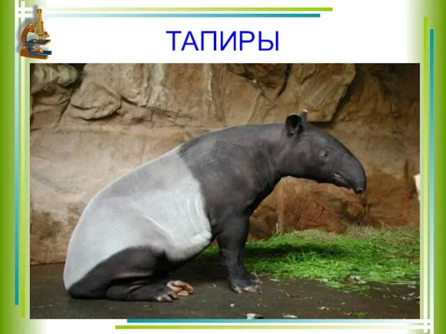 ТАПИРЫ