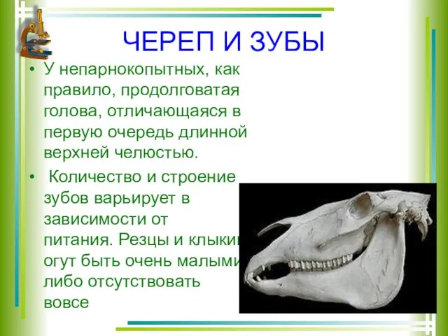 ЧЕРЕП И ЗУБЫ У непарнокопытных, как правило, продолговатая голова, отличающаяся в