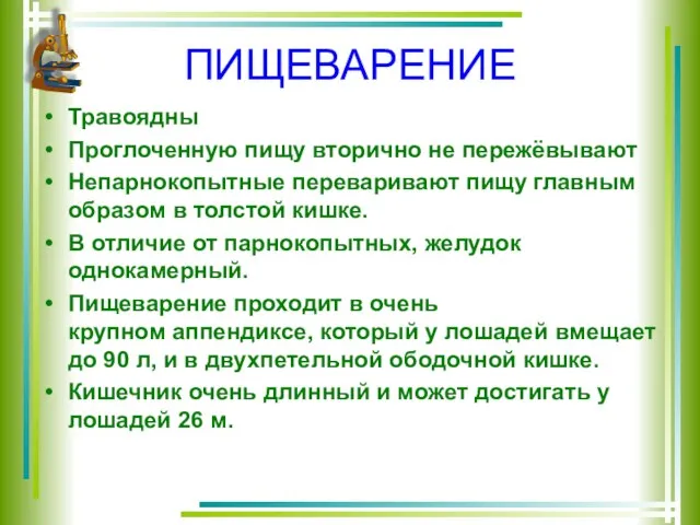 ПИЩЕВАРЕНИЕ Травоядны Проглоченную пищу вторично не пережёвывают Непарнокопытные переваривают пищу главным