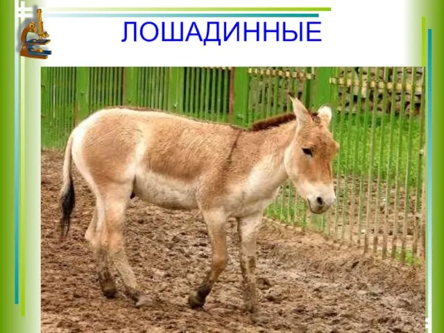 ЛОШАДИННЫЕ