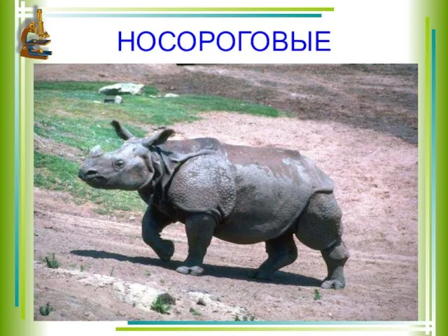 НОСОРОГОВЫЕ