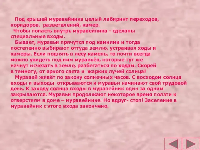 Под крышей муравейника целый лабиринт переходов, коридоров, разветвлений, камер. Чтобы попасть