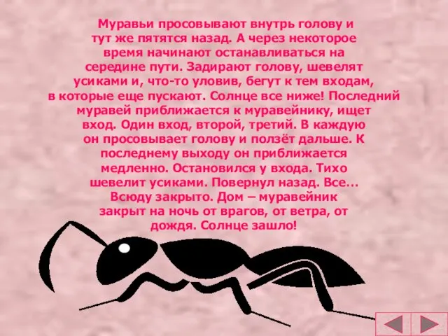 Муравьи просовывают внутрь голову и тут же пятятся назад. А через