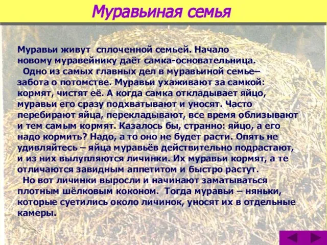 Муравьиная семья Муравьи живут сплоченной семьей. Начало новому муравейнику даёт самка-основательница.