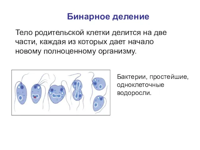 Бинарное деление Тело родительской клетки делится на две части, каждая из