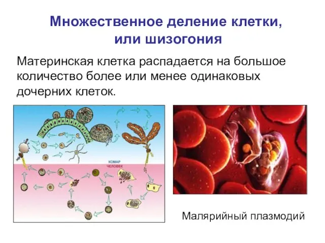 Множественное деление клетки, или шизогония Материнская клетка распадается на большое количество