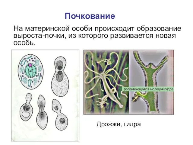 На материнской особи происходит образование выроста-почки, из которого развивается новая особь. Почкование Дрожжи, гидра