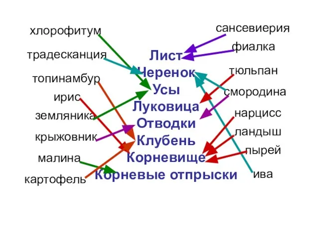 Лист Черенок Усы Луковица Отводки Клубень Корневище Корневые отпрыски фиалка сансевиерия