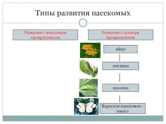 Типы развития насекомых Развитие с неполным превращением Развитие с полным превращением