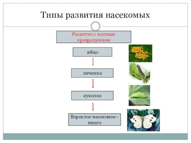 Типы развития насекомых Развитие с полным превращением яйцо личинка Взрослое насекомое - имаго куколка