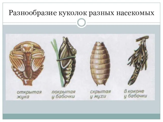 Разнообразие куколок разных насекомых