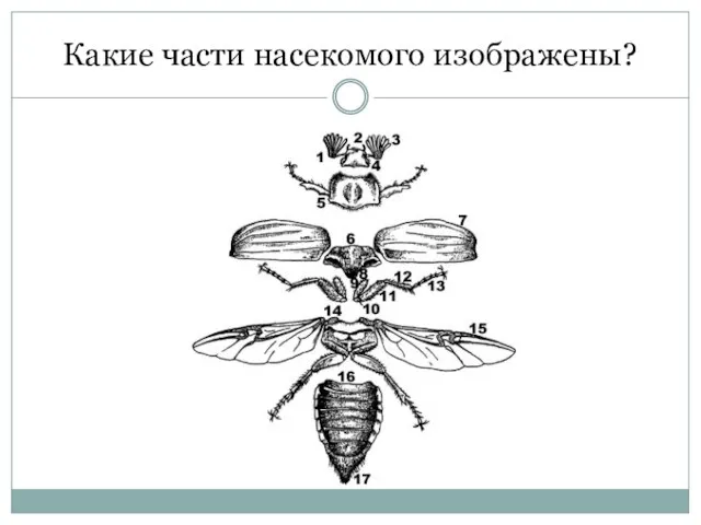 Какие части насекомого изображены?