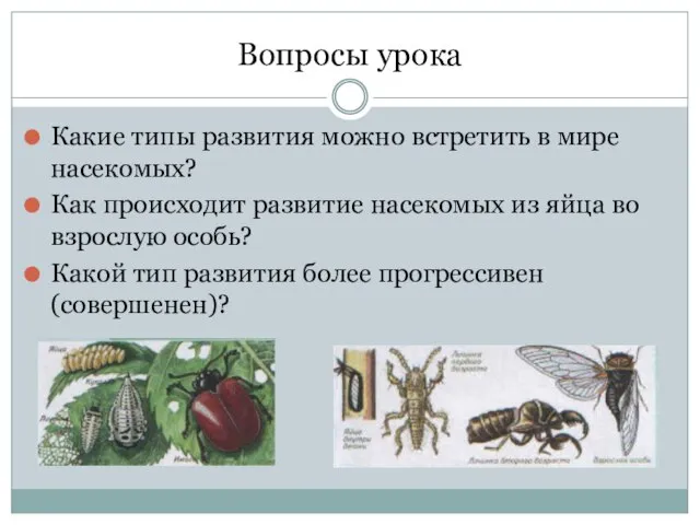 Вопросы урока Какие типы развития можно встретить в мире насекомых? Как