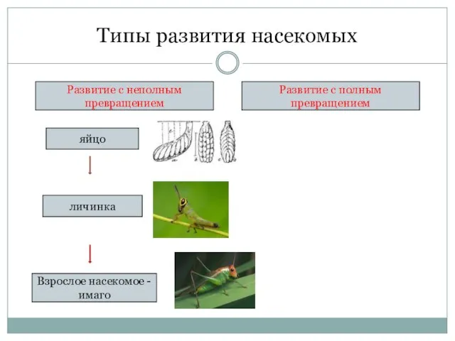 Типы развития насекомых Развитие с неполным превращением Развитие с полным превращением