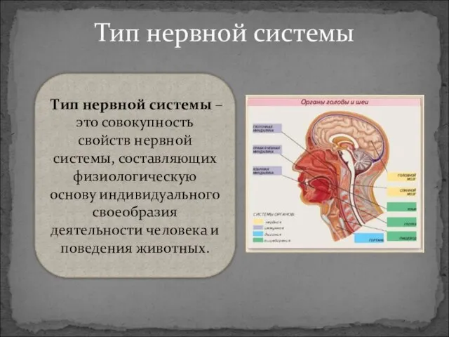 Тип нервной системы Тип нервной системы – это совокупность свойств нервной